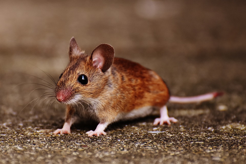 Closeup of Small Brown Mouse in Dallas