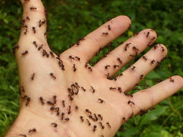 Ant Infestation