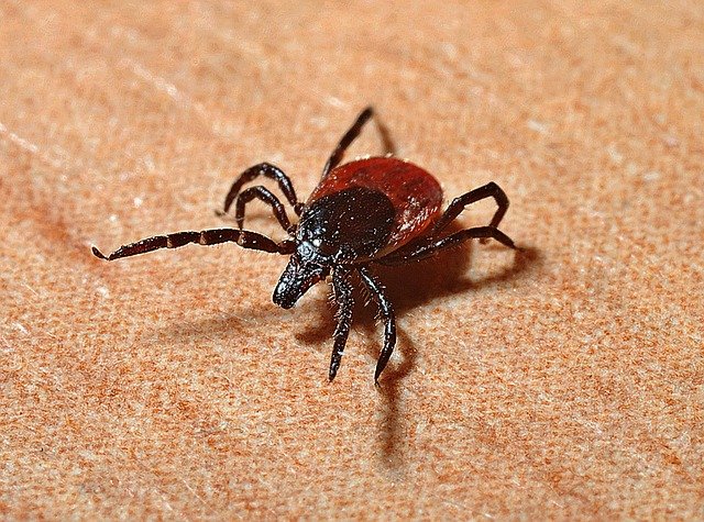 Tick Removal