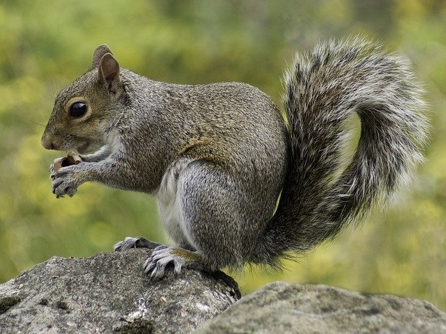 Gray Tree Squirrel Holding Acorn in Dallas