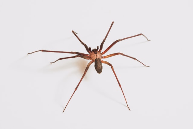 Brown Recluse