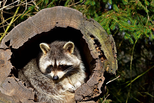 Raccoon Removal in Dallas 